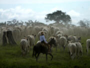 A cowboy drives a herd of cattle in the pastures of the Guachupe farm, in the rural area of the Rio Branco, Acre state, Brazil, Monday, May 22, 2023.