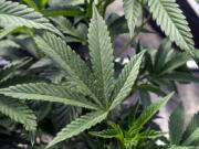 FILE - Marijuana plants are seen at a growing facility in Washington County, N.Y., May 12, 2023. The U.S. cannabis production industry&#039;s first reported occupational asthma death took the life of a 27-year-old worker in Massachusetts, the U.S. Centers for Disease Control and Prevention said Thursday, Nov. 16, 2023.