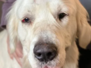 A dog is recovering after he was shot in the head and left to die in a roadside ditch in Washington. Now he’s going home with one of his rescuers.