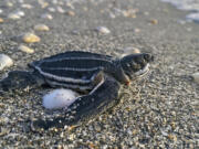 A Loggerhead Sea Turtle makes it way to the Atlantic Ocean in this undated photo in Juno Beach, Fla. By most measures, it was a banner year for sea turtle nests at beaches around the U.S., including record numbers for some species in Florida and elsewhere. Yet the positive picture for turtles is tempered by climate change threats, including higher sand temperatures that produce fewer males, changes in ocean currents that disrupt their journeys and increasingly severe storms that wash away nests.