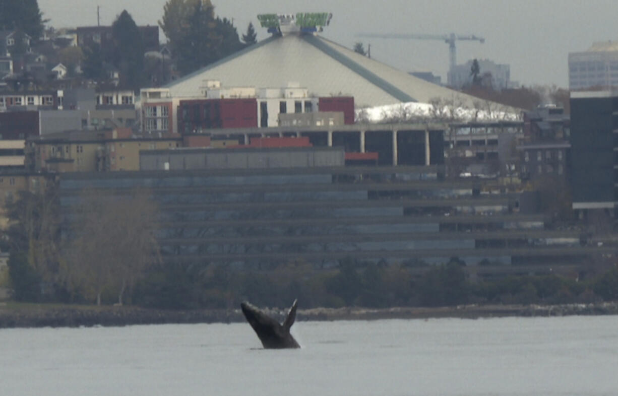 In this image taken from a video, a humpback whale breaches from the waters off Seattle on Thursday, Nov. 30, 2023. The whale has been spotted swimming in Elliott Bay for three days. Humpback whales visit the waters of the Seattle area as they migrate up and down the West Coast.