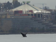 In this image taken from a video, a humpback whale breaches from the waters off Seattle on Thursday, Nov. 30, 2023. The whale has been spotted swimming in Elliott Bay for three days. Humpback whales visit the waters of the Seattle area as they migrate up and down the West Coast.