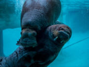 Male walrus Balzak (pronounced bell’-zik) and female walrus Lakina (pronounced la-kee’-na) arrived in Tacoma from Aquarium du Québec.