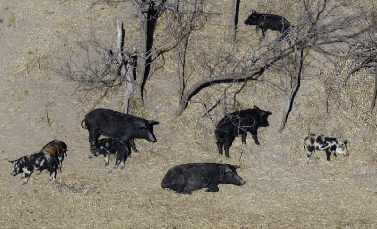 FILE - In this Feb. 18, 2009 file photo, feral pigs roam near a Mertzon, Texas ranch. Minnesota, North Dakota and Montana and other northern states are making preparations to stop a threatened invasion from Canada. Wild pigs already cause around $2.5 billion in damage to U.S. crops every year, mostly in southern states like Texas. But the exploding population of feral swine on the prairies of western Canada is threatening spill south.