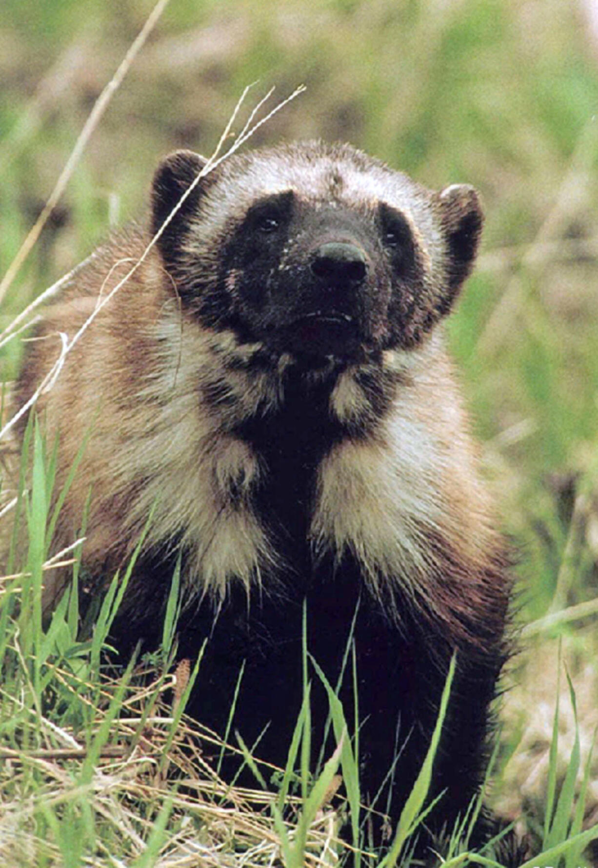 FILE - This undated file photo shows a wolverine in Montana&rsquo;s Glacier National Park. Scientists say climate change could harm populations of the elusive animals that live in alpine areas with deep snow.