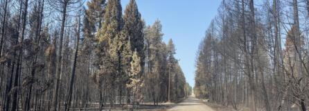 While some areas of the forest burned hot, there are also pockets in the background where the fire only minimally effected the forest.