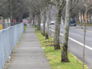 Recently planted trees line the sidewalk next to General Anderson Avenue in January. Vancouver officials are updating their urban forestry management plan to reflect the city&rsquo;s climate goals, including strengthening tree codes.