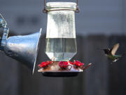 Coming in for a landing: A hummingbird approaches one of the many bird feeders in Jack Burkman’s yard in Vancouver. Burkman has outfitted his hummingbird feeders with watertight, clamp-on heat lamps that keep the nectar from freezing during winter. “Consistency is the key thing,” he said.