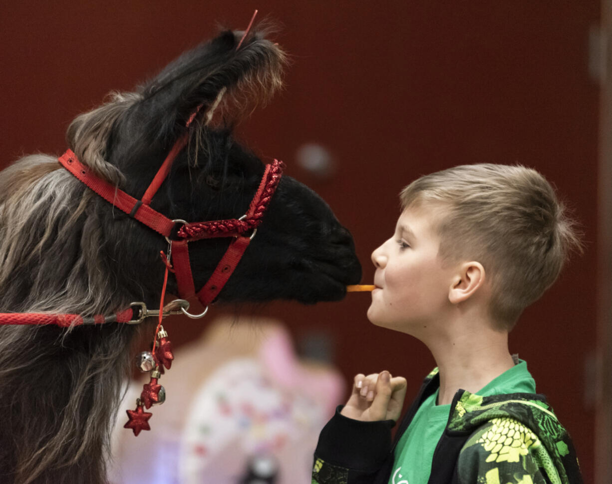 Colton Minich, 10, feeds a carrot to therapy llama Beni at a Dec. 13 party at Dorothy Fox Elementary School in Camas. The Camas School District Special Education Parent-Teacher-Student Organization formed last year and offers support for parents and hosts events tailored to special education students and their families.