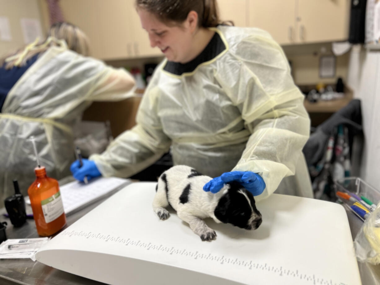 One of Sadie&rsquo;s 11 puppies getting checked last month at the Humane Society for Southwest Washington.