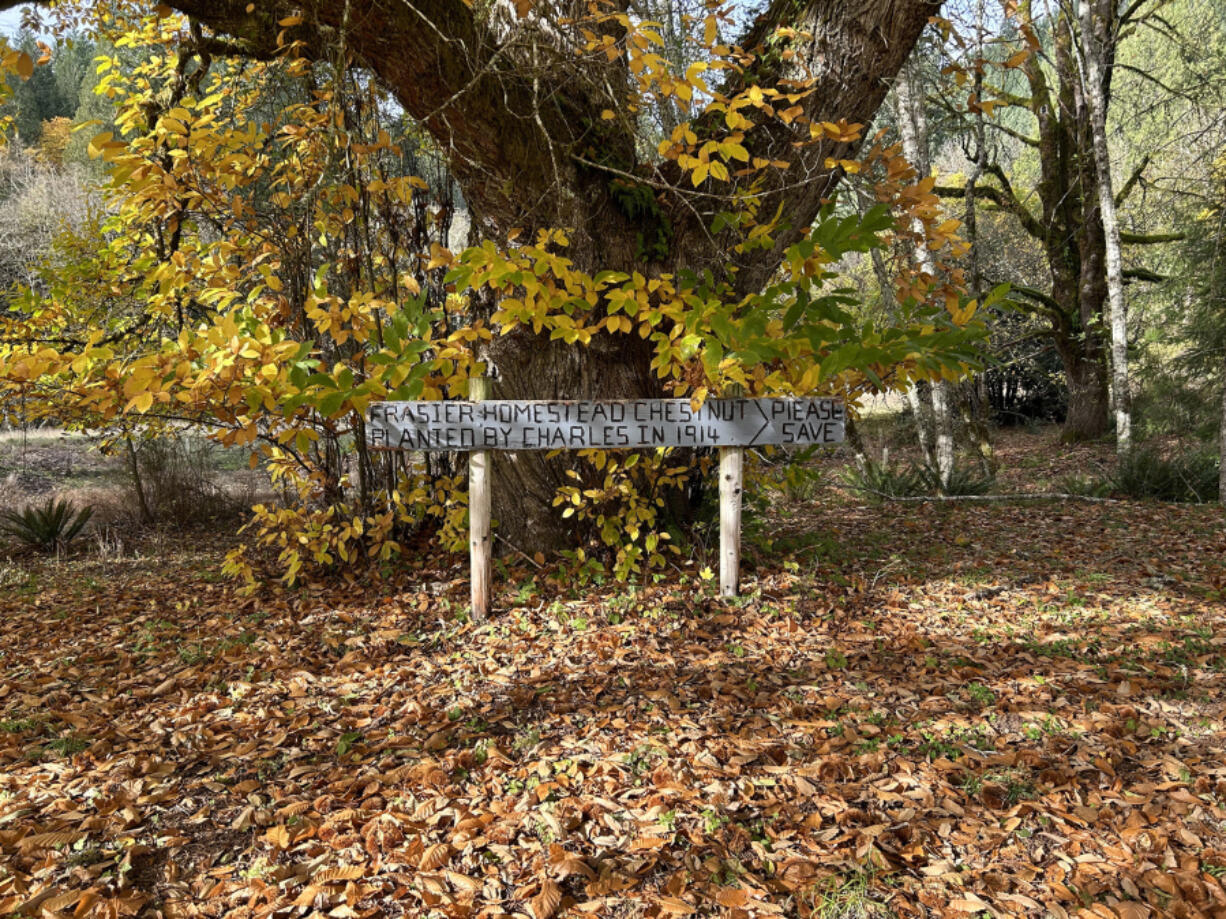 Hikers who follow the wet-season route for Saddle Dam trail will pass this 109-year-old chestnut tree.