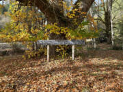 Hikers who follow the wet-season route for Saddle Dam trail will pass this 109-year-old chestnut tree.