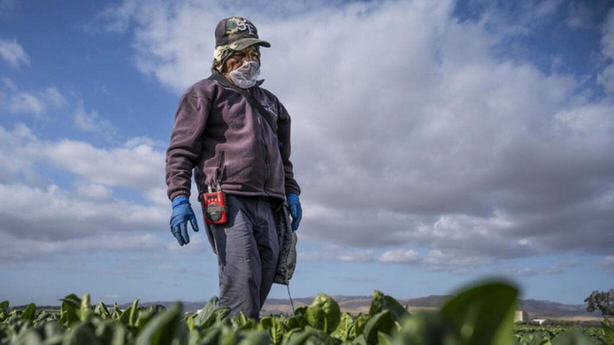 In Washington, agriculture producers are hoping state lawmakers act in 2024 to ease rules for paying overtime to farmworkers (Oregon State University)