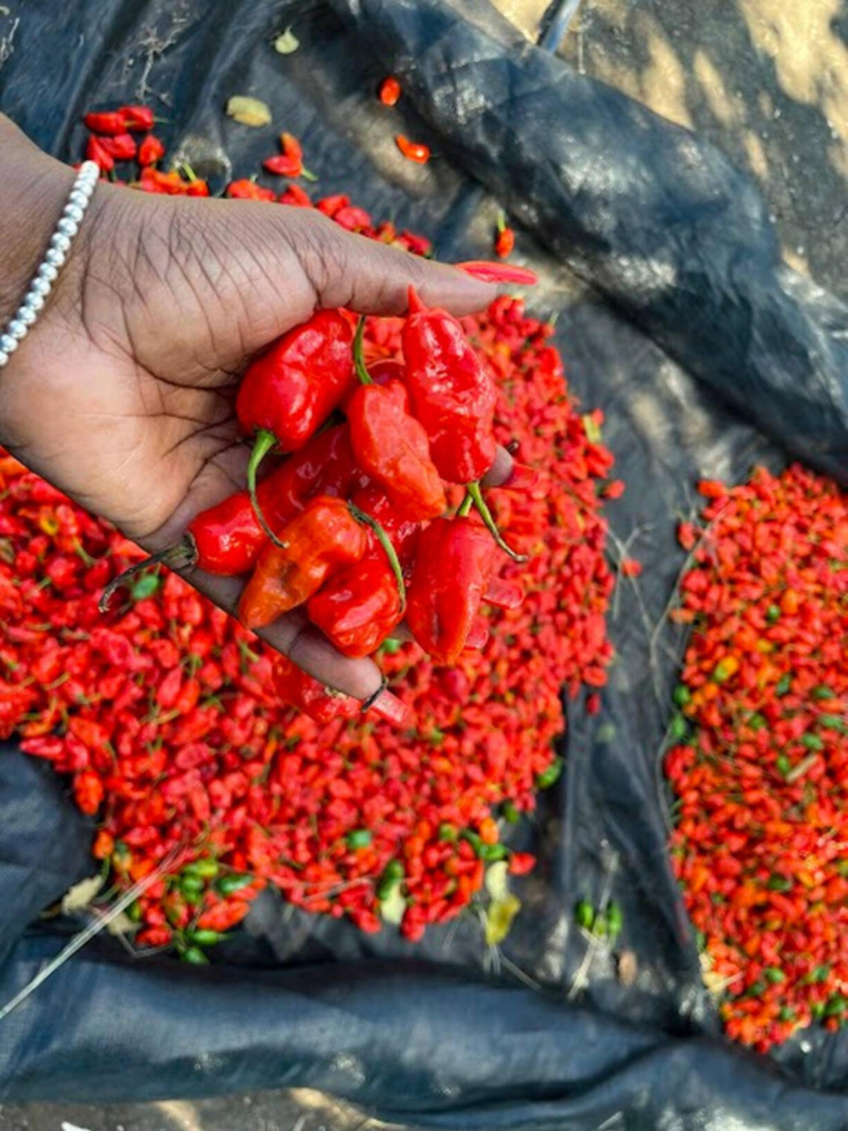 A group of young entrepreneurs from Port-au-Prince are helping farmers in northern Haiti grow peppers. This variety known as &ldquo;Piman Bouk,&rdquo; is among the peppers being developed in Paulette, Haiti. The first shipment was recently sent to Florida in April 2023 by the company AGRILOG.