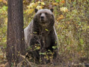 FILE - This undated file photo provided by the Montana Fish, Wildlife and Parks shows a sow grizzly bear spotted near Camas in northwestern Montana. A federal judge in Montana has shortened this winter&rsquo;s wolf trapping season to protect grizzly bears that have not yet begun hibernating from getting caught and injured in traps. The state says it plans to appeal the preliminary injunction issued Tuesday, Nov. 22, 2023.