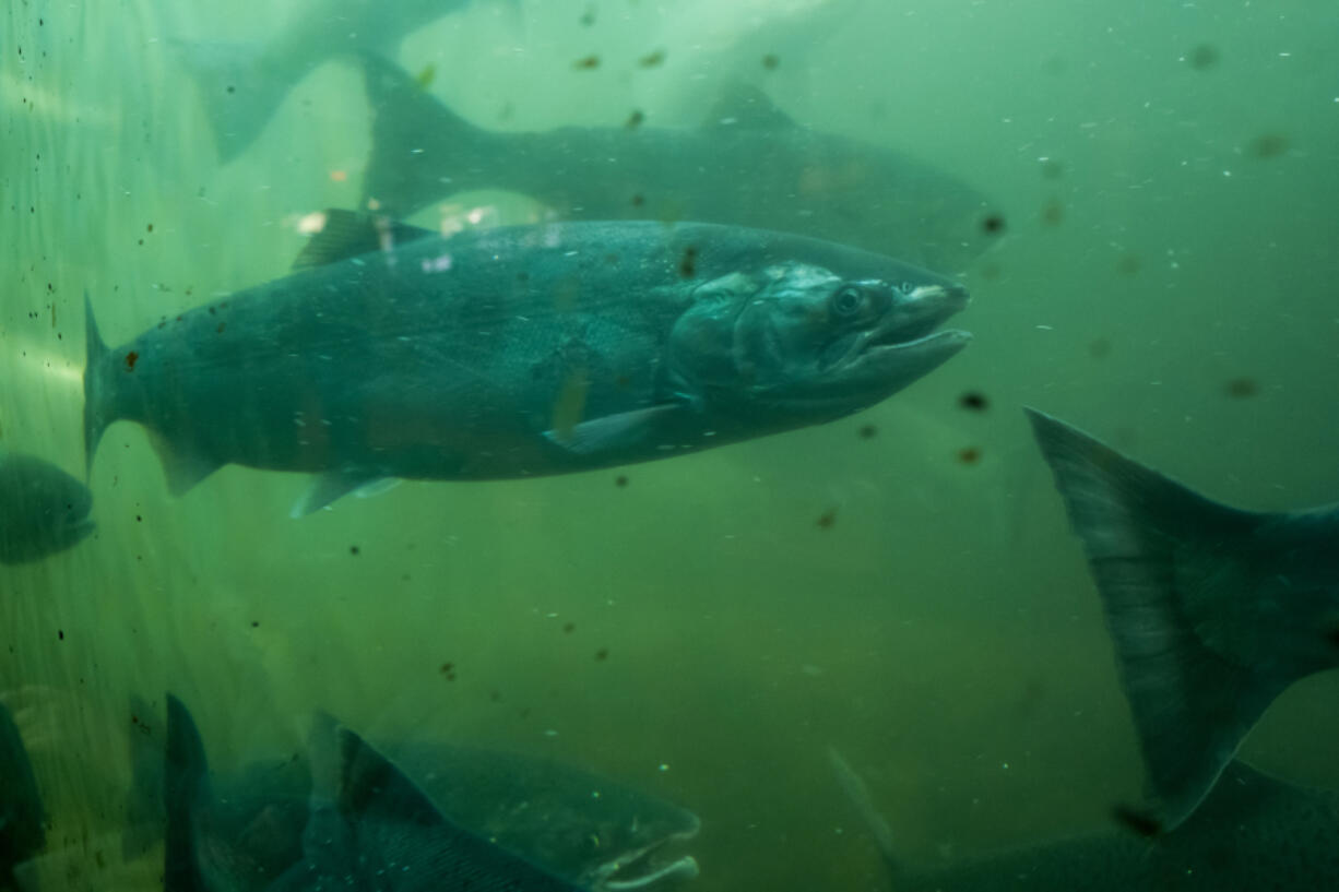 Salmon run up stream through the ladder at the Ballard locks.