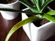 Aloe vera has been used for centuries to treat superficial burns, cuts, sunburn and more.