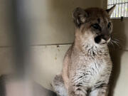 Without mothers to teach them hunting and survival skills, cougar kittens usually die of starvation.