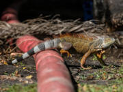 An iguana crawls over a pipe in Miami. Facing an overabundance of iguanas in local parks, Miami-Dade County wants to hire trappers to humanely euthanize the invasive reptiles. (Matias J.