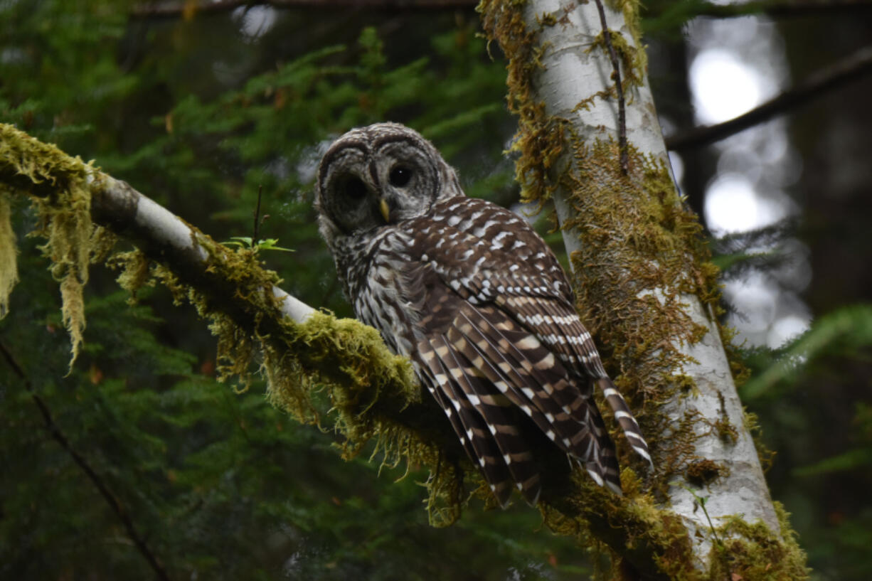 (Strix varia) The hoot of the Barred owl is &ldquo; Who cooks for you, who cooks for you all&rdquo;.   Their orange-yellow beak and streaked breast help identify this bird from the Spotted Owl with a dotted white patterned breast.