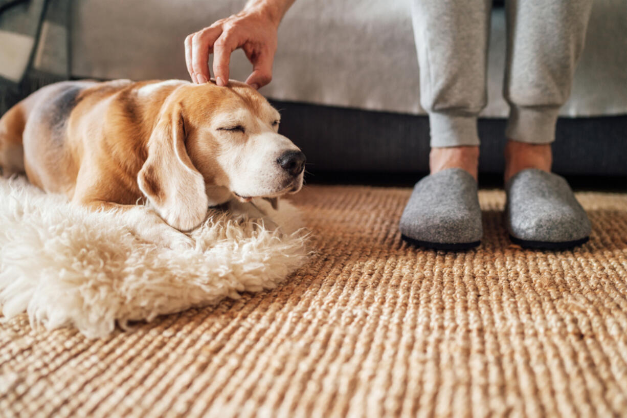 Owning a dog has been linked to better mental health and a lower perception of social isolation, which can reduce the risk of heart attacks and cognitive issues.