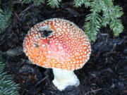 Amanita muscaria mushroom grows at the base of a Christmas tree in Puyallup.