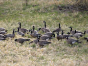 Smallish cackling Canada geese gather at the Ridgefield National Wildlife Refuge. The refuge is within the Northwest Permit Zone for geese, which is managed very carefully so hunters do not accidently kill any dusky Canada geese, which are closed to harvest.