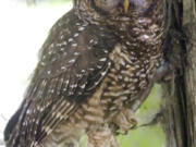 A female Spotted Owl sits perched on a branch of a tree among old growth near Mount Rainier forest land in Washington, June 27, 2008.