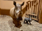 Zoo Atlanta welcomed a newborn southern white rhinoceros calf on Christmas Eve. The largest of five rhino species, southern white rhino calves are born weighing 100-150 pounds.