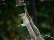 A gray squirrel tries to reach nuts in a bird feeder in a garden in Worcestershire, England, May 12, 2022.