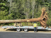 Port of Camas-Washougal employees load a tree trunk onto a trailer at Grove Field to transport it to Lawton Creek earlier this year.