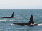 On Feb. 21, 2015, killer whales swim in a pod during the southern resident killer whale survey off the coast of California, near Pacific Grove, California.