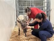 Cupid the reindeer with a team of veterinarians from Washington State University.