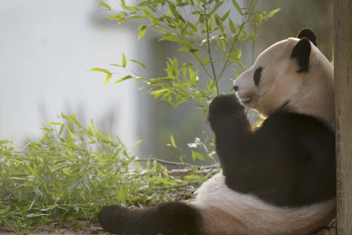 Giant panda Yang Guang sits as visitors have one final opportunity to say goodbye before zoo keepers get him ready to make his way back to China, at Edinburgh Zoo, in Edinburgh, Thursday, Nov. 30, 2023. Yang Guang and Tian Tian have lived at Edinburgh Zoo since 2011 as part of a 10-year agreement between the Royal Zoological Society of Scotland (RZSS) and the China Wildlife Conservation Association.