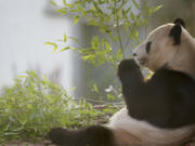 Giant panda Yang Guang sits as visitors have one final opportunity to say goodbye before zoo keepers get him ready to make his way back to China, at Edinburgh Zoo, in Edinburgh, Thursday, Nov. 30, 2023. Yang Guang and Tian Tian have lived at Edinburgh Zoo since 2011 as part of a 10-year agreement between the Royal Zoological Society of Scotland (RZSS) and the China Wildlife Conservation Association.