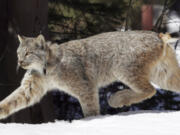 FILE - A Canada lynx heads into the Rio Grande National Forest near Creede, Colo., April 19, 2005. Federal officials on Friday, Dec. 1, 2023, proposed a $30 million recovery plan for Canada lynx in a bid to help the snow-dependent wild cat species that scientists say could be wiped out in parts of the contiguous U.S. by the end of the century.