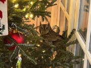 A baby owl is found sitting in a Christmas tree in Lexington, Kentucky, on Nov. 27, 2023. The bird was safely released into the family&rsquo;s backyard.