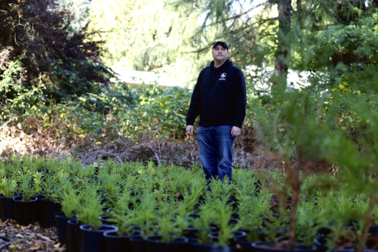 FILE - City of Bellevue Forest Management Program Supervisor Rick Bailey stands among dozens of juvenile giant sequoias Oct. 11, 2022, in Bellevue, Wash. As native trees in the Pacific Northwest die off due to climate change, the U.S.