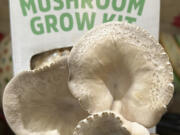 This Nov. 24, 2023 image provided by Jessica Damiano shows a crop of mushrooms growing from a Back to the Roots kit on a kitchen countertop on Long Island, New York.