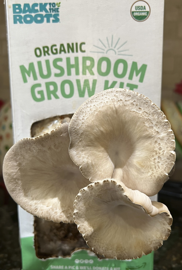 Organic Shiitake Mushroom Kit (START GROWING RIGHT AWAY) – Back to the Roots