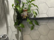 A pothos houseplant sits on a shower shelf in Patchogue, N.Y.