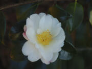 A Camellia japonica &ldquo;Winter&rsquo;s Cupid&rdquo; flower. (Photos by Vincent A.