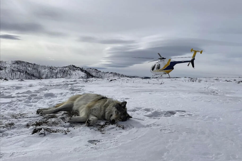 In February 2021, Colorado Parks and Wildlife staff tranquilized and placed a GPS collar on male gray wolf 2101 after it had been spotted in north-central Colorado traveling with the female gray wolf 1084 from Wyoming’s Snake River Pack.