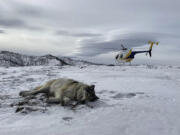 In February 2021, Colorado Parks and Wildlife staff tranquilized and placed a GPS collar on male gray wolf 2101 after it had been spotted in north-central Colorado traveling with the female gray wolf 1084 from Wyoming’s Snake River Pack.