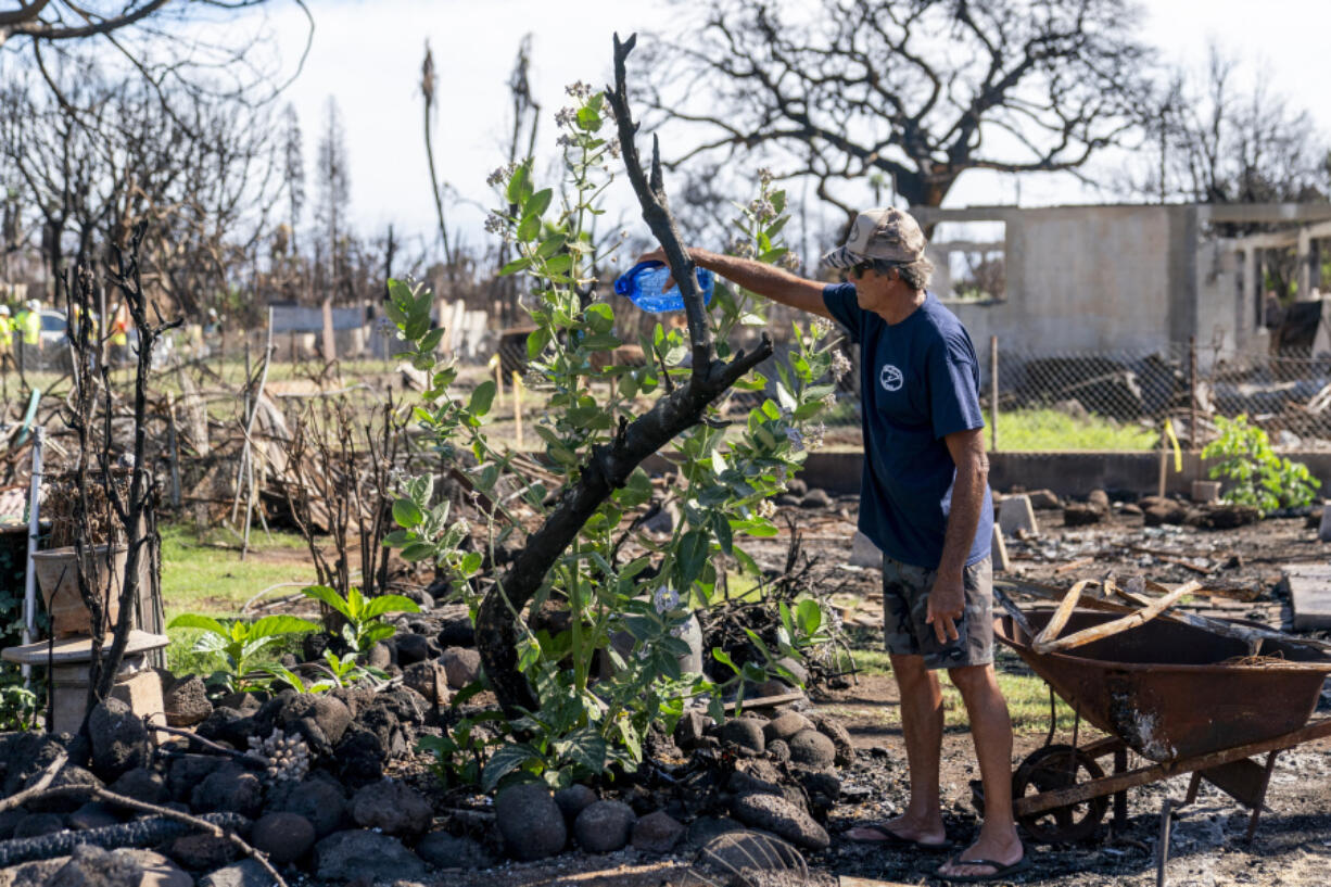 Albert Jenks waters new growth on a tree at the remains of the home he grew up in, Friday, Dec. 8, 2023, in Lahaina, Hawaii. Recovery efforts continue after the August wildfire that swept through the Lahaina community on Hawaiian island of Maui, the deadliest U.S. wildfire in more than a century.