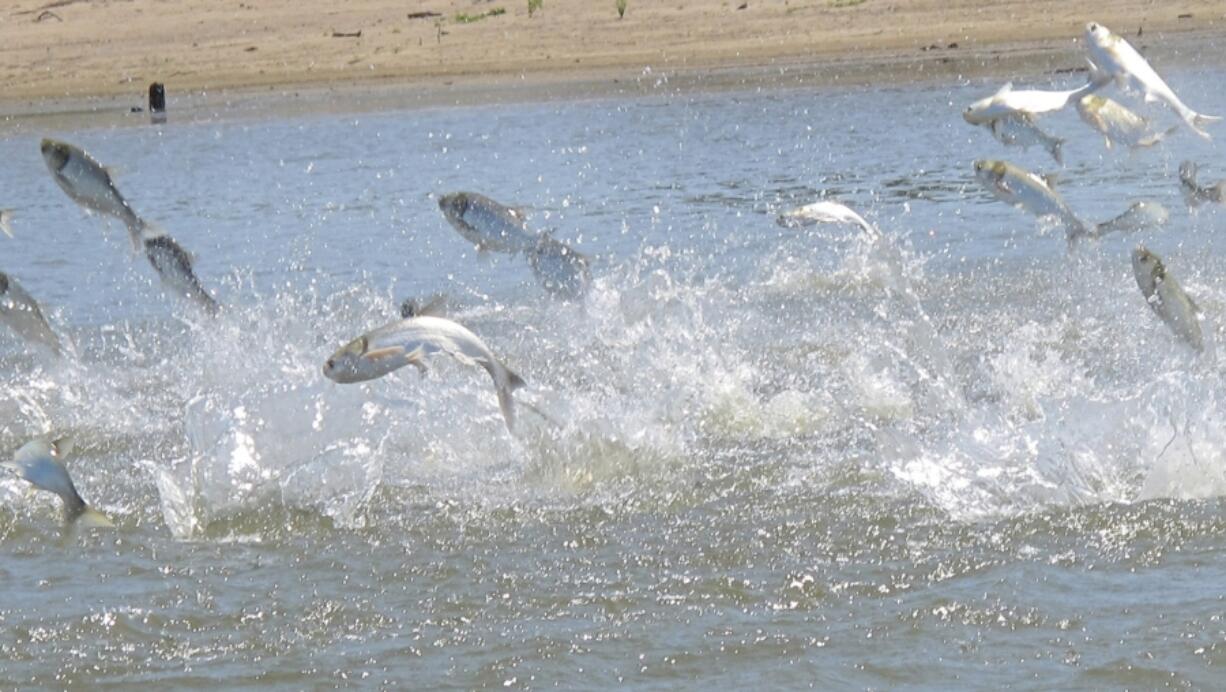 Invasive carp, jolted by an electric current from a research boat, jump from the Illinois River, June 13, 2012, near Havana, Ill. The Minnesota Department of Natural Resources announced Dec. 1 that officials pulled 323 invasive carp from the Mississippi River near Trempealeau, Wis.