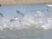 Invasive carp, jolted by an electric current from a research boat, jump from the Illinois River, June 13, 2012, near Havana, Ill. The Minnesota Department of Natural Resources announced Dec. 1 that officials pulled 323 invasive carp from the Mississippi River near Trempealeau, Wis.