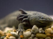 An axolotl swims in a tank at the Chapultepec Zoo in Mexico City. Ecologists from Mexico&rsquo;s National Autonomous University relaunched a fundraising campaign late last month to bolster conservation efforts for the axolotl &mdash; an iconic, endangered, fish-like type of salamander.