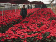 Producer Rosalva Cuaxospa walks amid her potted poinsettias Dec. 14 in a greenhouse in the San Luis Tlaxialtemalco district of Mexico City. The universal Christmas icon is native to Mexico where the poinsettia is commonly known as "flor de Nochebuena" or Christmas Eve Flower and by some as cuetlaxochitl, as it is called in Nahuatl.