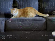 This image shows a frame from a 15-second ultra-high-definition video featuring a cat named Taters which was streamed via laser from deep space by NASA on Dec. 11, 2023. It was part of the technology demonstration known as Deep Space Optical Communications (DSOC), which is attached to the Psyche spacecraft traveling to the asteroid belt between Mars and Jupiter. The video was loaded into Psyche&rsquo;s laser experiment long before the spacecraft blasted off to a metal-rich asteroid in October.